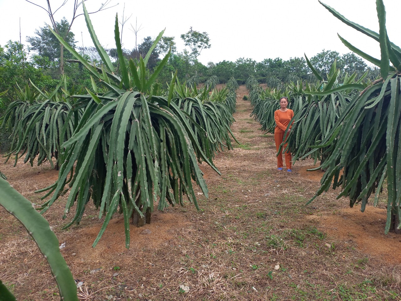 GƯƠNG HỘI VIÊN PHỤ NỮ ĐIỂN HÌNH LÀM KINH TẾ GIỎI