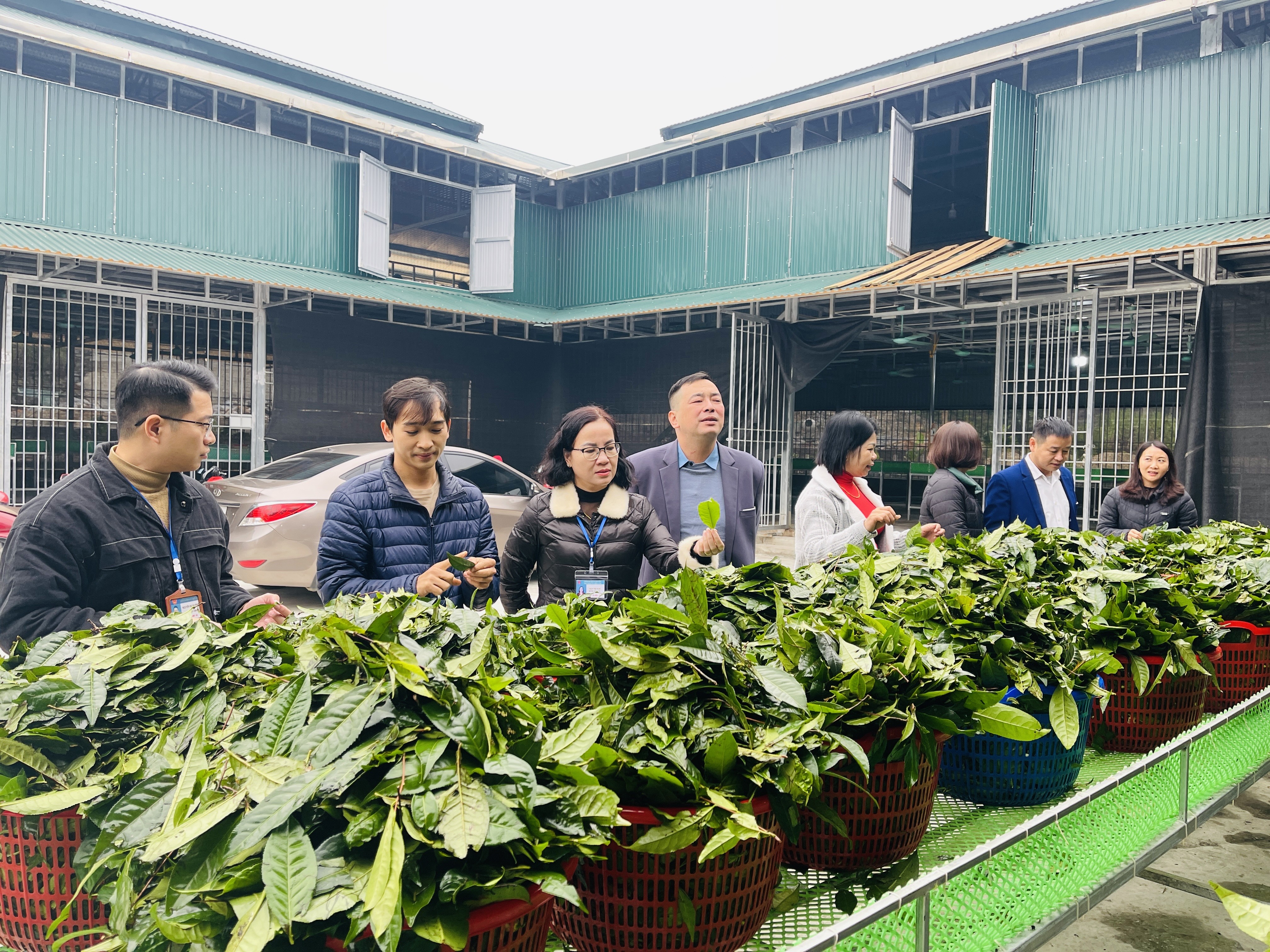 Thành công từ sản xuất trà Bancha