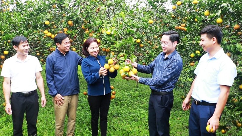 Hội nghị sơ kết mô hình mẫu thâm canh một số giống cam mới rải vụ theo VietGap năm 2022