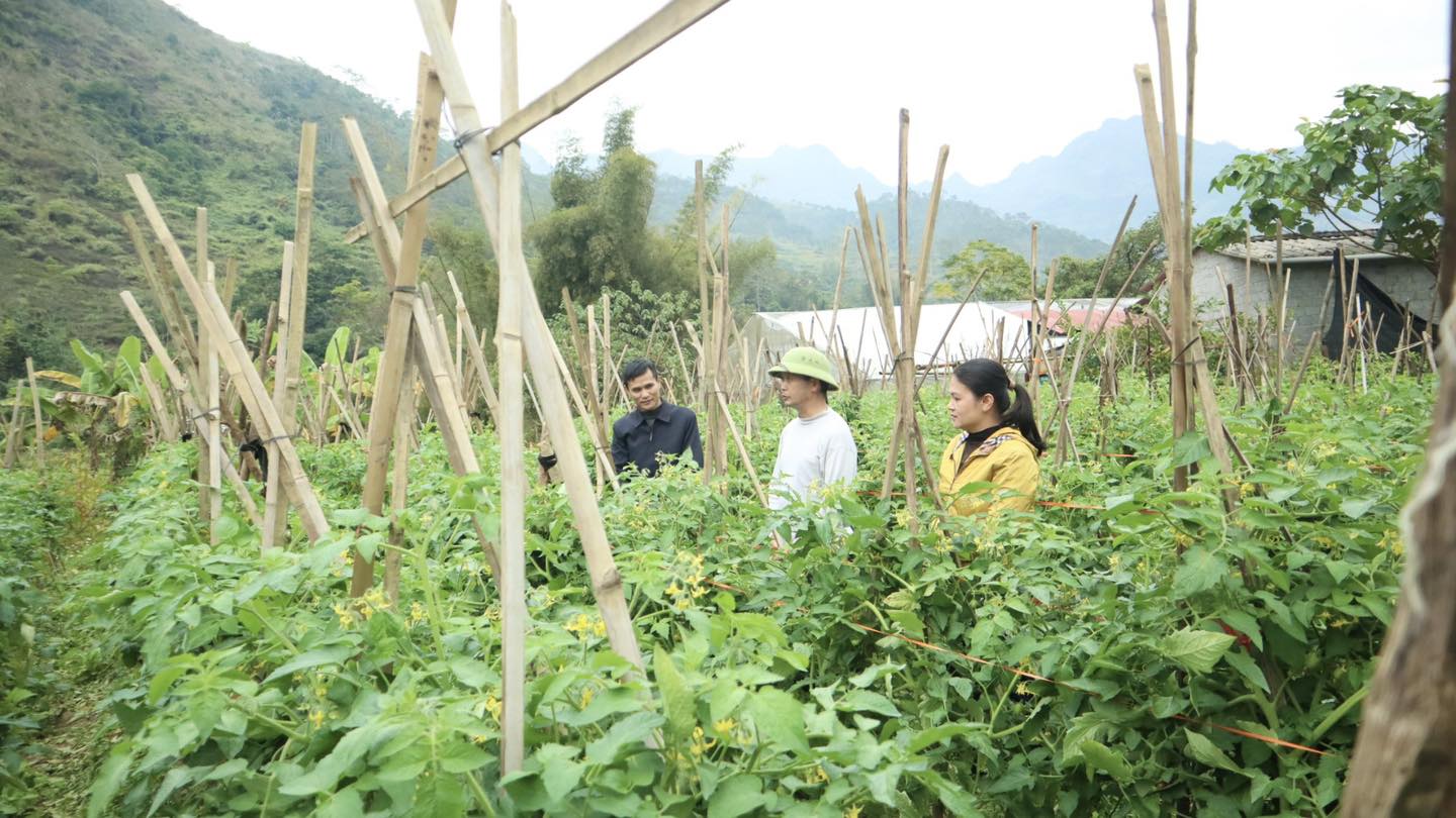 Xã Yên Minh tập trung phát triển rau vụ đông