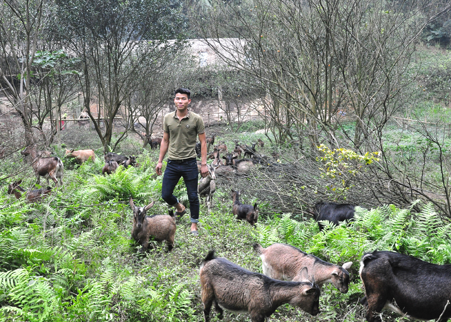 Phùng Văn Quang lập nghiệp từ nuôi dê